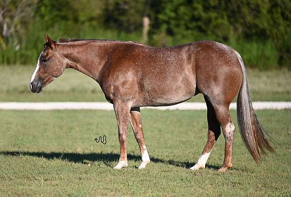 calf-roping-quarter-horse