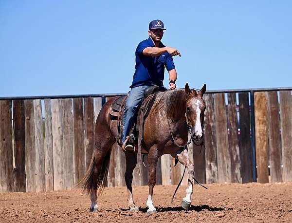 cutting-prospect-quarter-horse