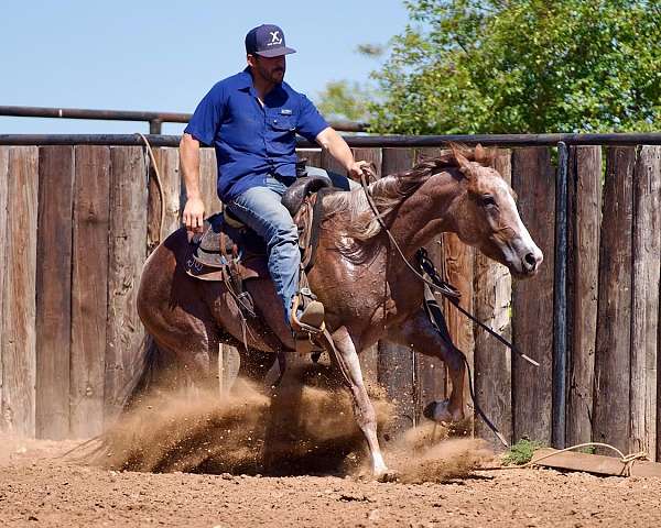 cutting-quarter-horse