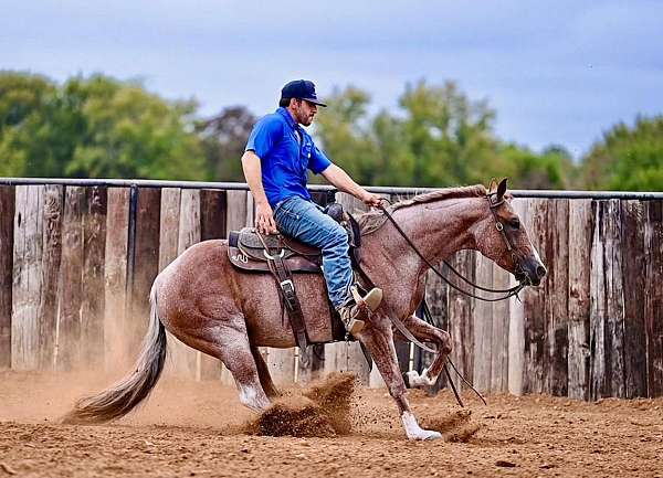 flashy-quarter-horse