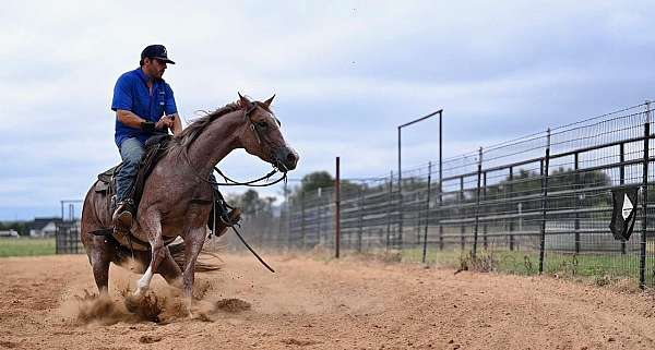 performance-quarter-horse