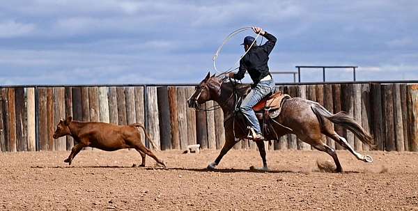 ranch-versatility-quarter-horse