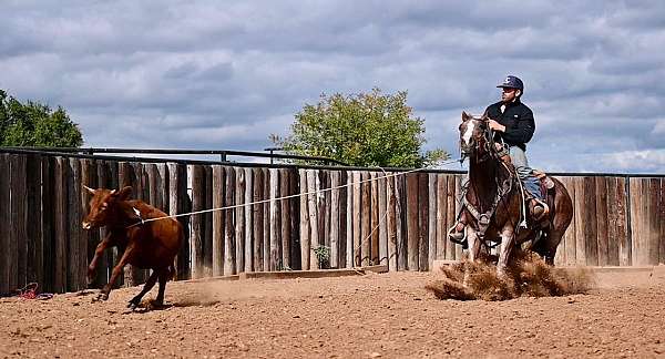 ranch-work-quarter-horse