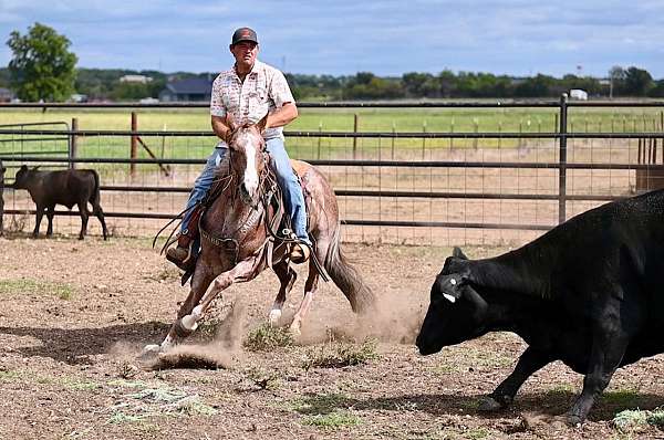 roping-quarter-horse