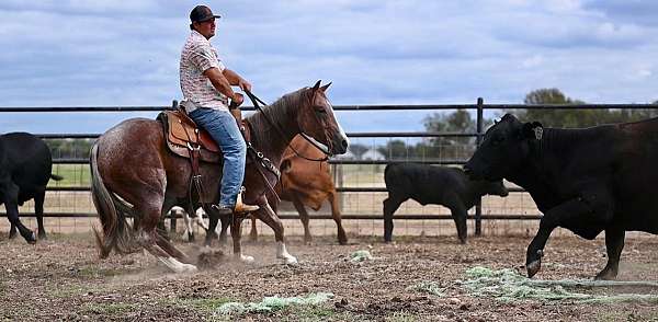 show-quarter-horse