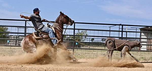 western-riding-quarter-horse