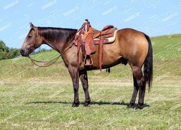 calf-roping-quarter-horse