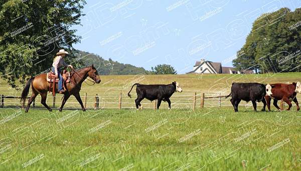 flashy-quarter-horse