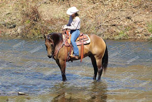 parade-quarter-horse