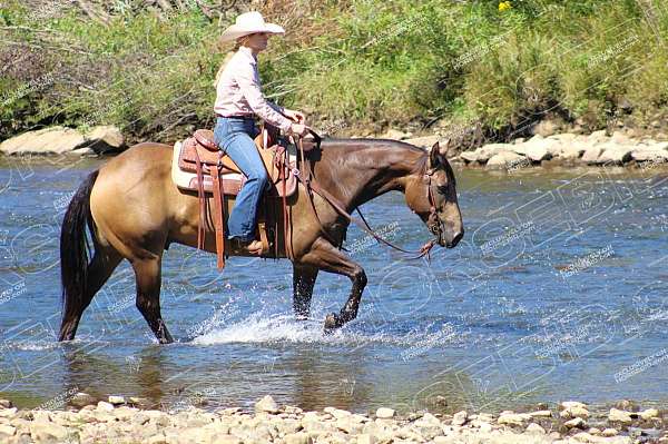 ranch-work-quarter-horse