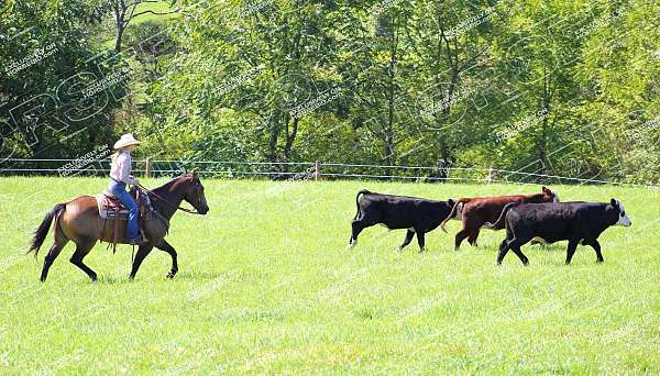 roping-quarter-horse