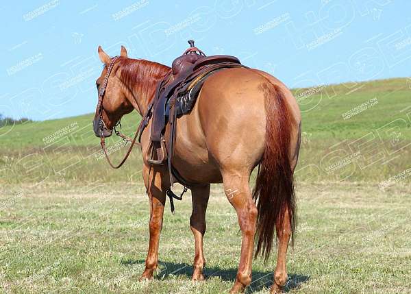 beginner-quarter-horse