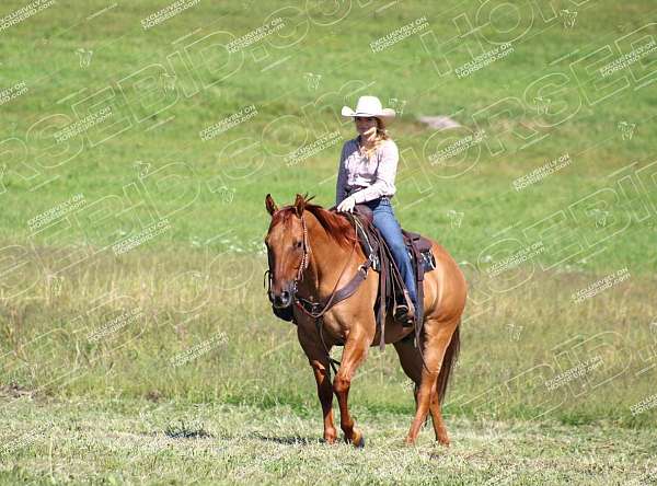 parade-quarter-horse