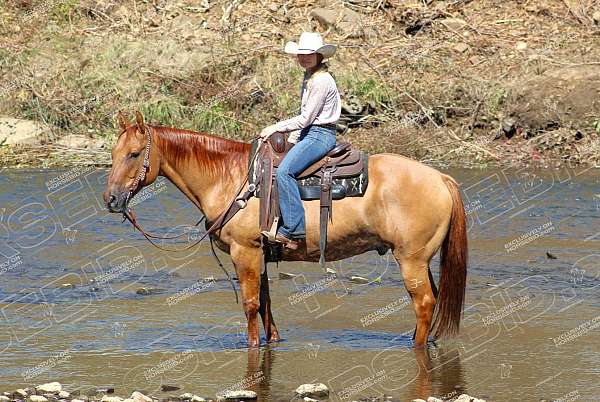 ranch-versatility-quarter-horse