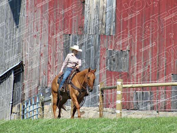 ranch-work-quarter-horse