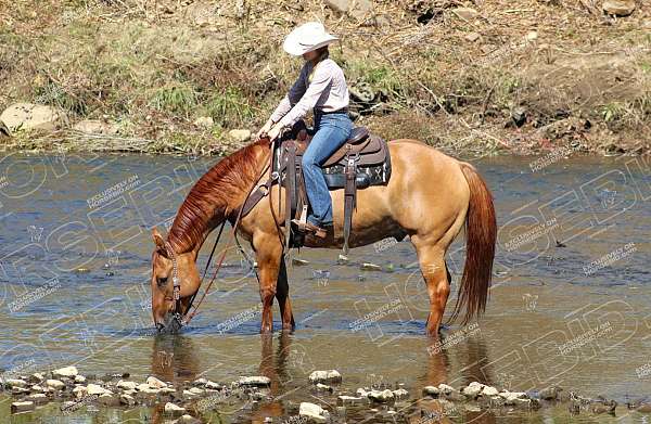 roping-quarter-horse