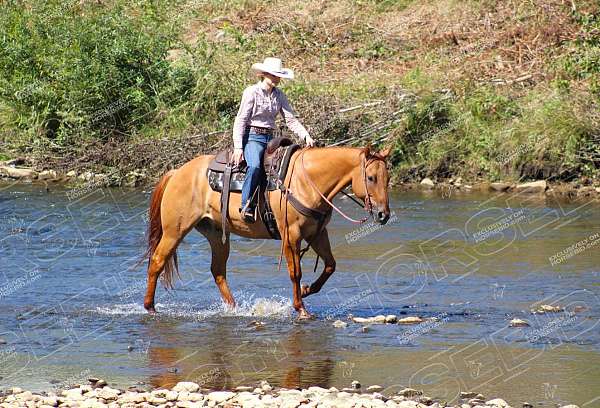 show-quarter-horse