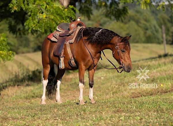 athletic-pony