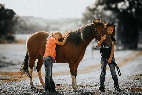 pinto-all-around-pony