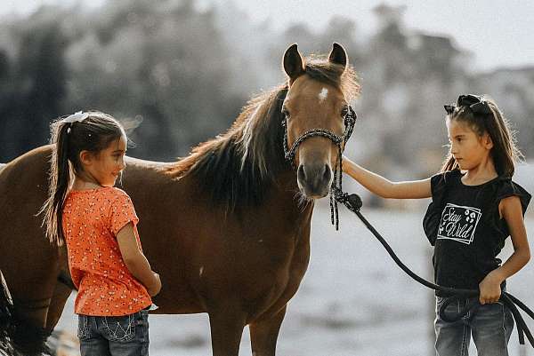 pinto-pony-gelding