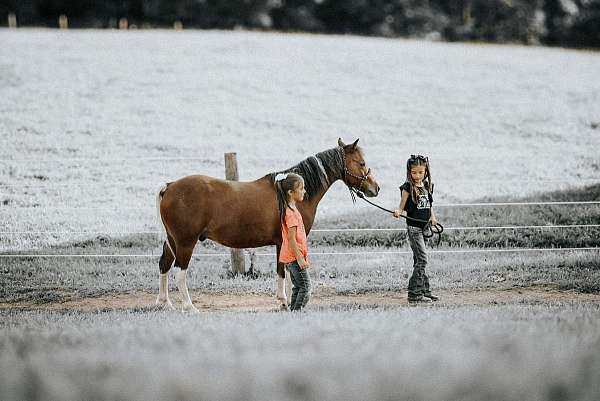 trail-riding-pony