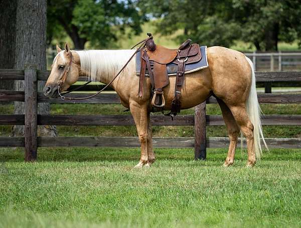 athletic-quarter-horse