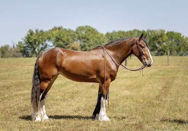 athletic-clydesdale-horse