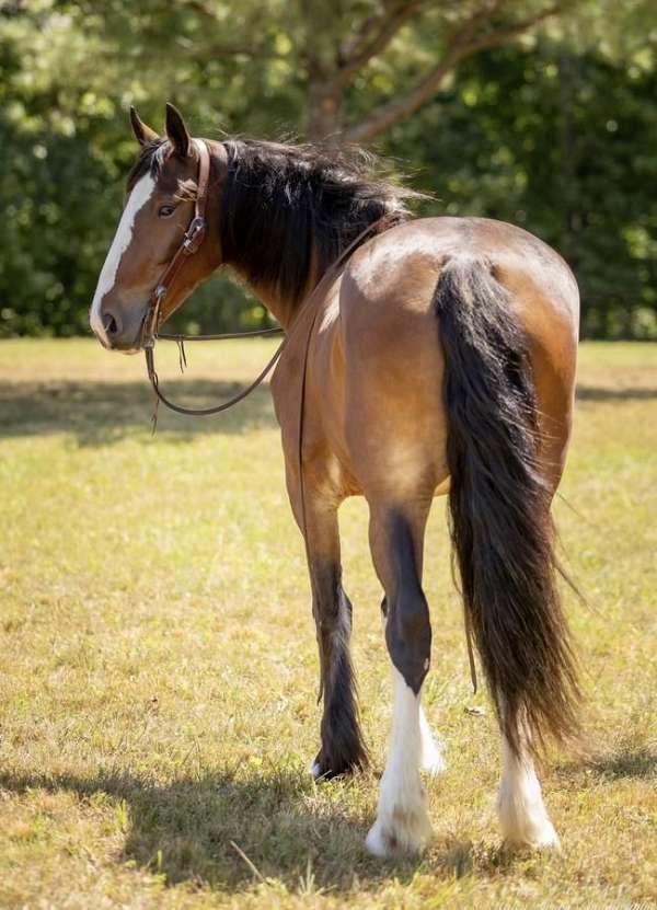 cross-clydesdale-horse