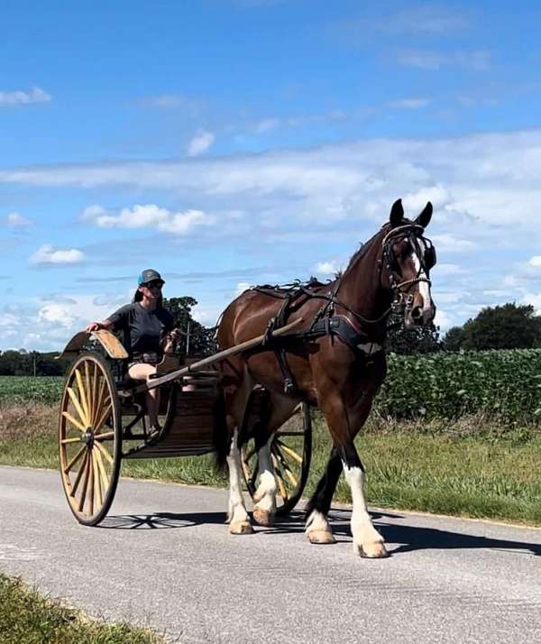 driving-clydesdale-horse