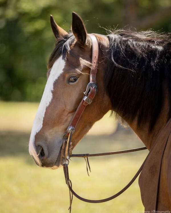 flashy-clydesdale-horse