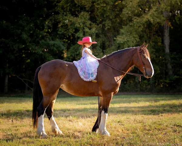 husband-safe-clydesdale-horse