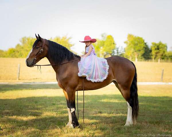 parade-clydesdale-horse