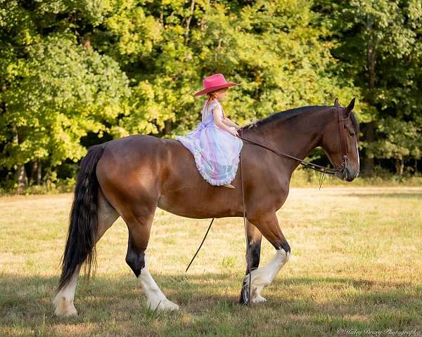 performance-clydesdale-horse