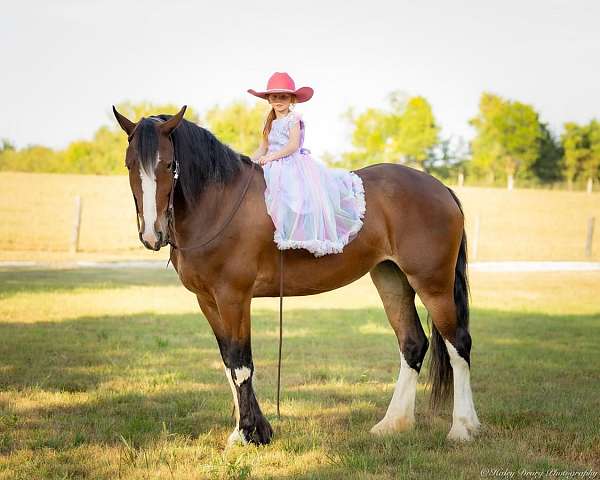 ridden-western-clydesdale-horse