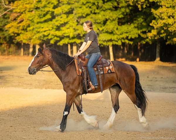 bay-clydesdale-mare