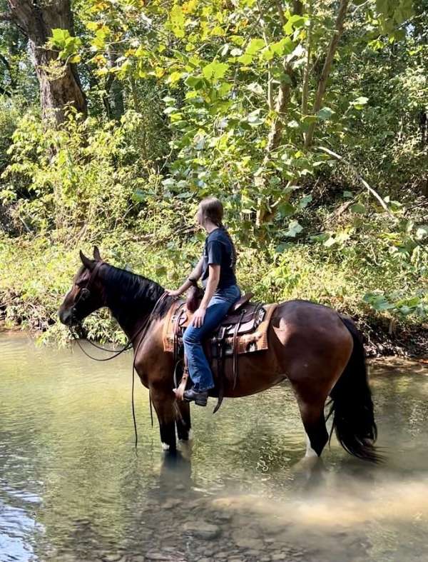 bay-all-around-horse