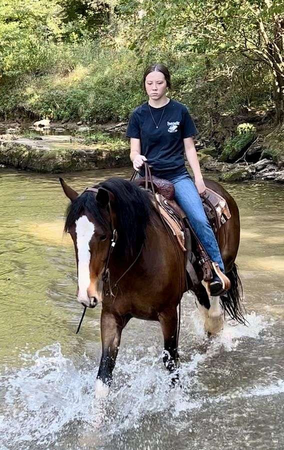 ridden-english-clydesdale-horse