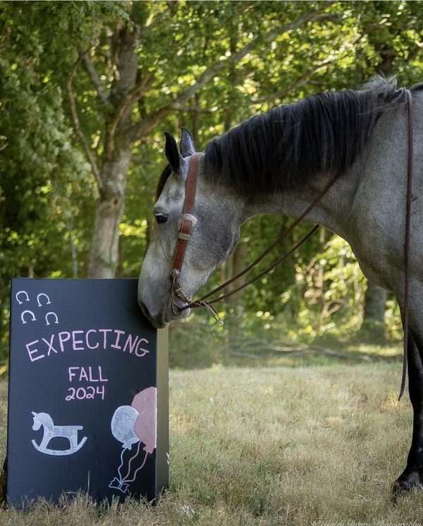 athletic-percheron-horse