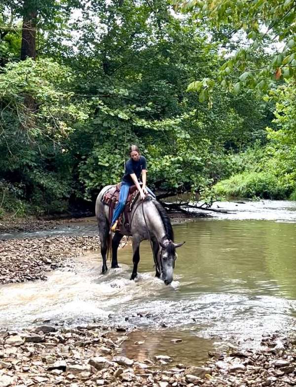 driving-percheron-horse