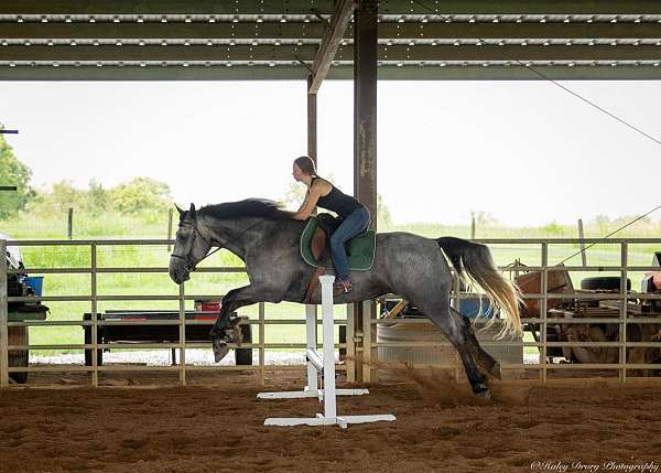 flashy-percheron-horse