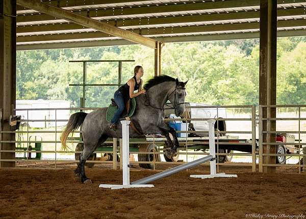 jumping-percheron-horse