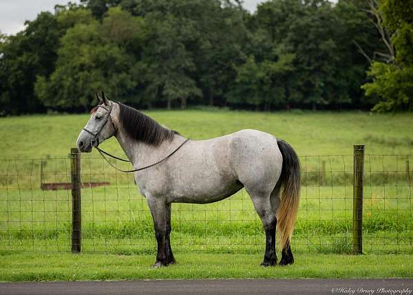 ridden-western-percheron-horse