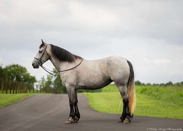 show-percheron-horse