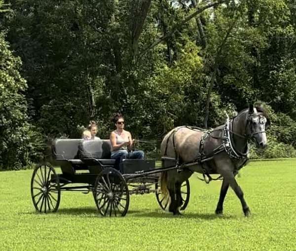 cross-percheron-horse