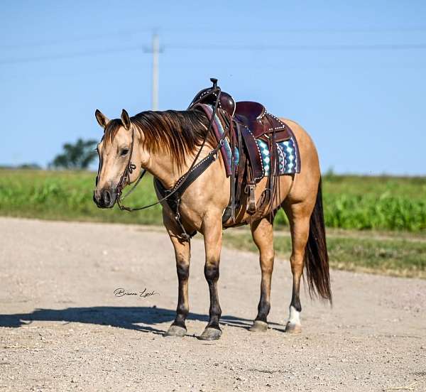 flashy-quarter-horse