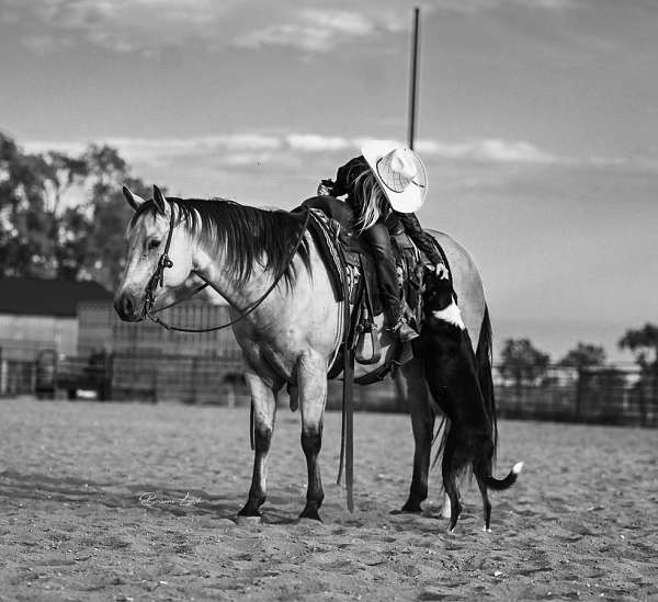 ranch-versatility-quarter-horse