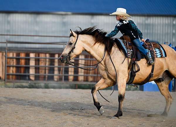 western-riding-quarter-horse