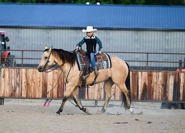 buckskin-quarter-horse-gelding