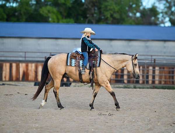 working-cattle-quarter-horse