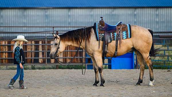 buckskin-all-around-horse